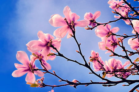 low-angle photography of Cherry Blossoms tree thumbnail