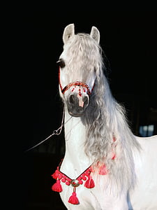 white horse with red collar thumbnail