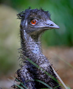 shallow focus photo of Ostrich thumbnail