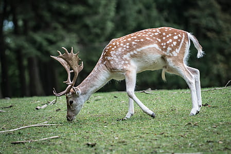 shallow focus photography of brown reindeer eating grass during daytime thumbnail