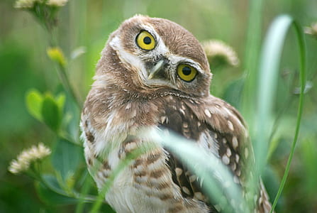 brown owl surrounded by green plants thumbnail