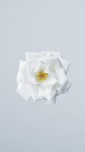 white petal flower closeup photo thumbnail