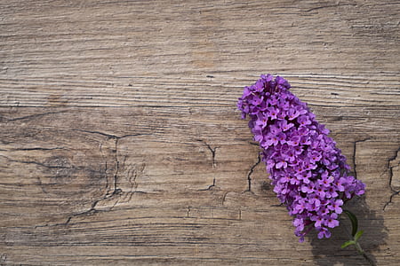 purple flower on brown wooden table-top thumbnail
