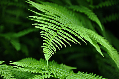 green fern focus photo thumbnail