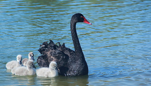black swan with ducklings on body of water thumbnail