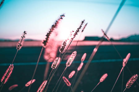 gray grass in selective focus photography at daytime thumbnail