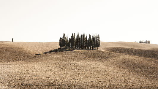 green trees on brown sand thumbnail