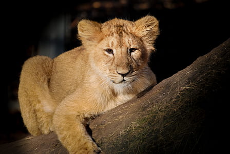 brown lion cub on tree trunk thumbnail