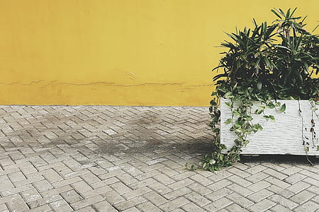 green plant on pot thumbnail