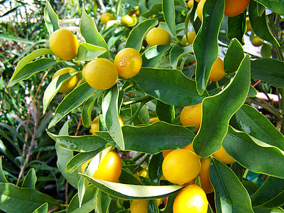 orange trees thumbnail