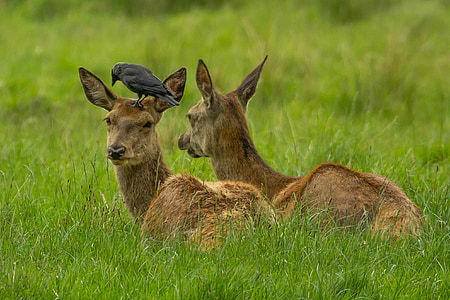 wildlife photography of deer with black crow on top thumbnail