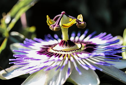 purple and white petaled flowers thumbnail
