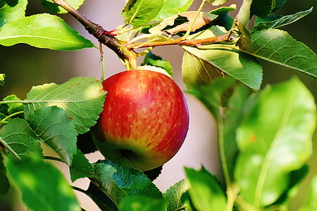 close-up photo of red apple on tree thumbnail