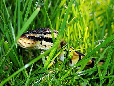 Black Yellow Snake on Green Grass thumbnail
