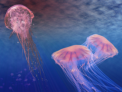 pink jellyfish wallpaper thumbnail
