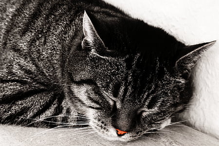 sleeping silver tabby cat thumbnail