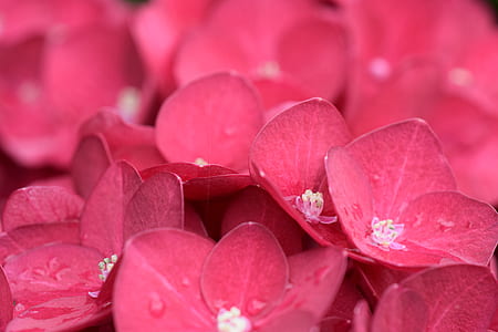 shallow focus photo of red flowers thumbnail