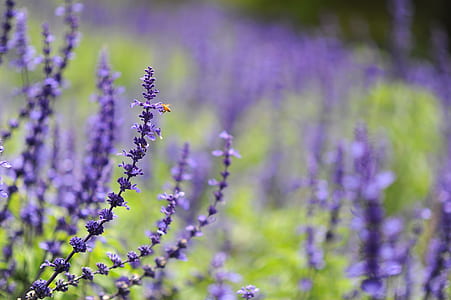 Purple Cluster Flower Photo thumbnail