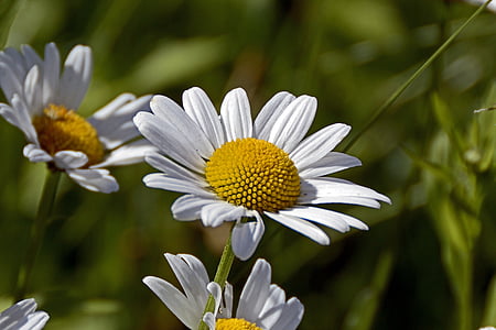 person showing white daisies thumbnail