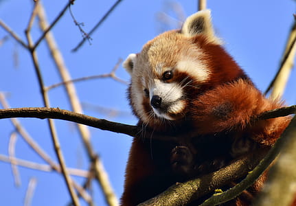 red panda on tree during daytime close-up photo thumbnail