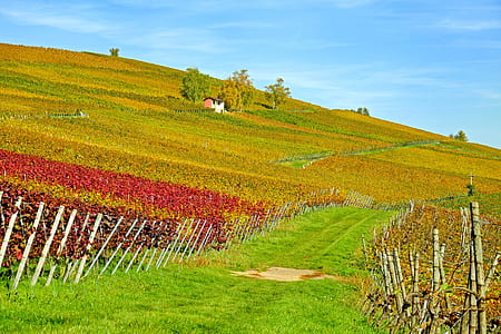 green field under blue sky thumbnail