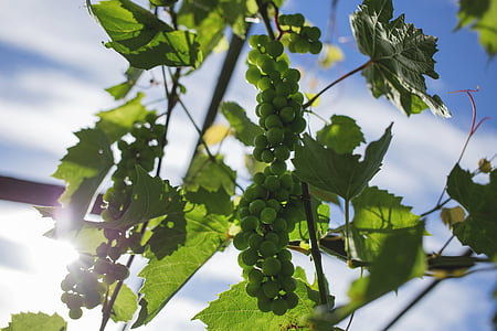 green grapes against the light thumbnail