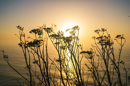 green leafed plant during golden hour thumbnail