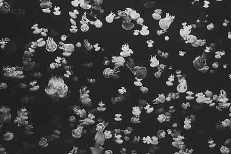 grayscale photography of group of jellyfish thumbnail