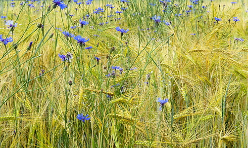 blue cornflower field at daytime thumbnail