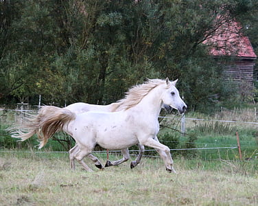 photograph of two running white horses on field thumbnail