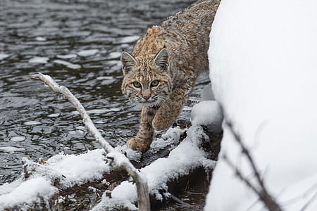 Wildlife photo of brown Cougar thumbnail