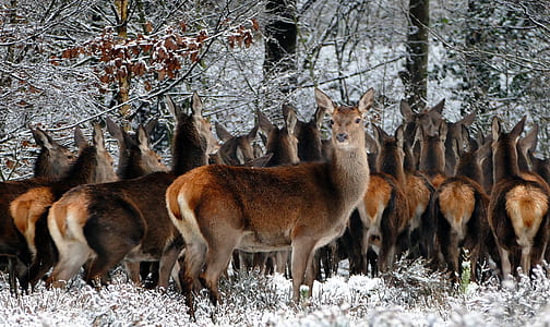 cold, snow, nature, forest thumbnail