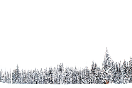 snow covered pine trees during daytime thumbnail