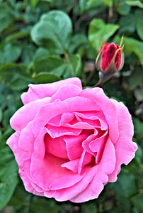 pink rose at bloom selective focus photography thumbnail