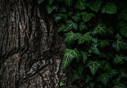 green leaf tree thumbnail