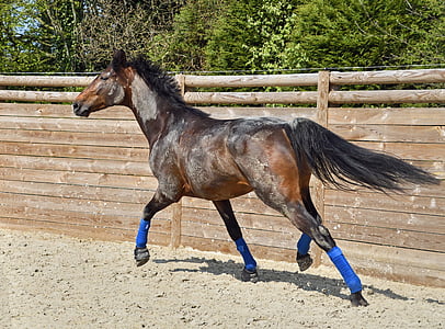brown and black horse near brown fence during daytime thumbnail