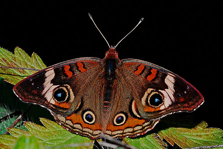 selective focus photography of common buckeye butterfly perched on green leaf thumbnail