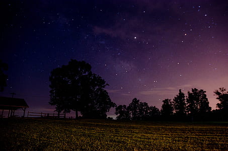 brown grass field with tree under starry night thumbnail