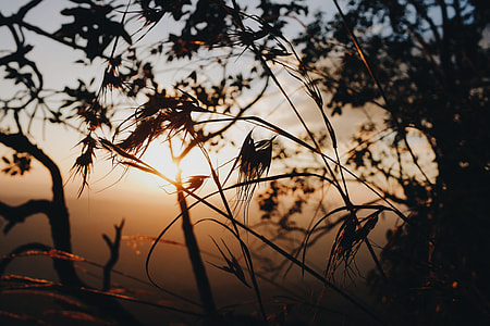 silhouette of grass during sunset thumbnail