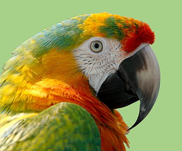 green and red parrot thumbnail
