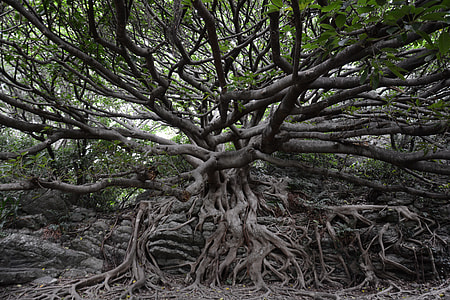 green leaded tree thumbnail