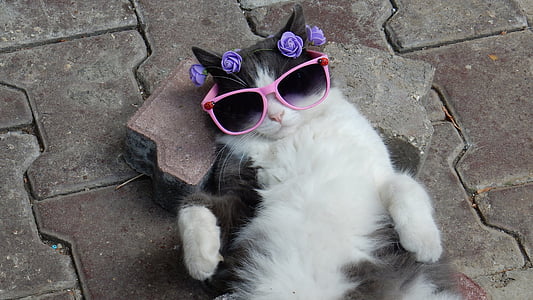 tuxedo cat wearing pink sunglasses lying on gray pavement thumbnail
