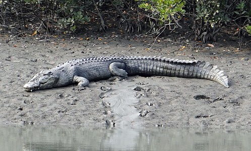 Saltwater Crocodile, Crocodylus Porosus thumbnail