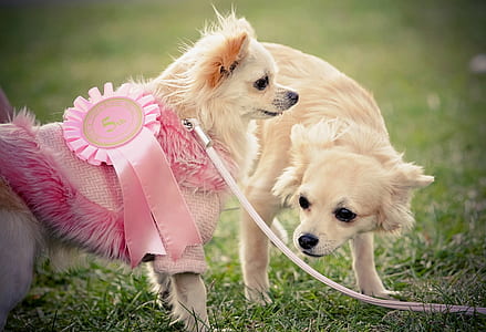 two adult cream Chihuahua standing on green grass thumbnail