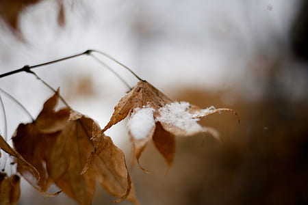 focus photo of dried leaves with snow thumbnail