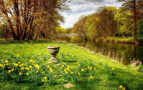 yellow petaled flowers beside river thumbnail