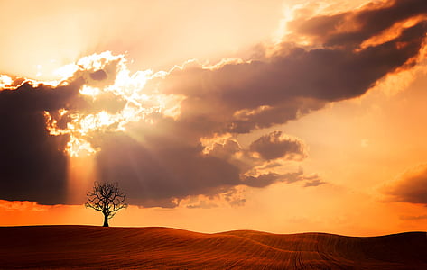 tree trunk on dessert during golden hours thumbnail
