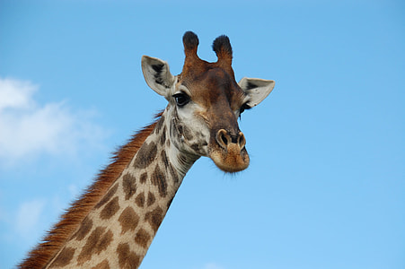 brown and gray giraffe under blue calm sky thumbnail