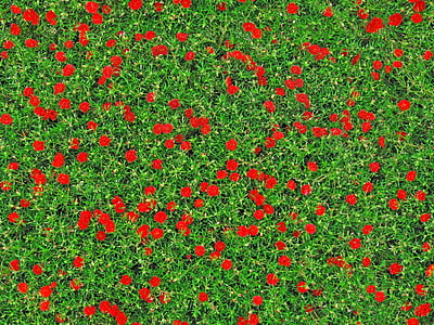 selective focus photography of red Purslane flowers thumbnail