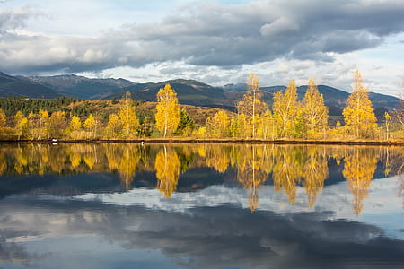 reflection photograph of yellow trees thumbnail